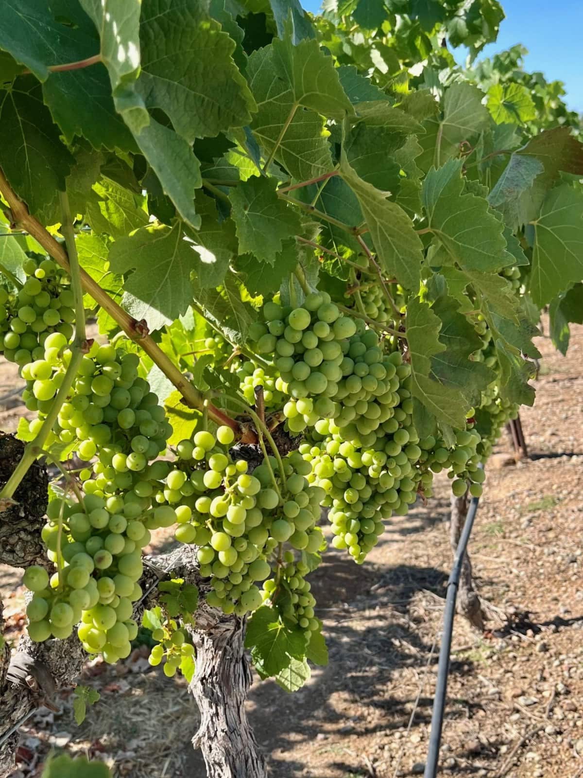 A close up of the Barbera fruit at fruit set while it is still green