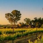 Rodrigue Molyneaux Winery gallery