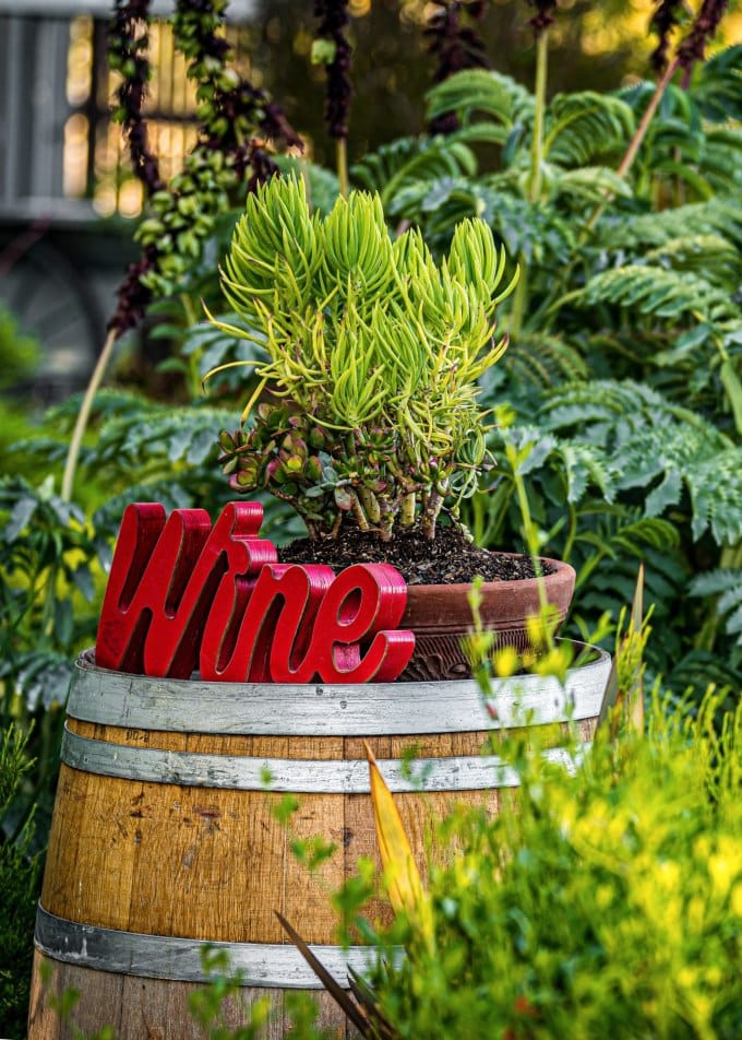 A wooden wine barrel sitting in the garden with a red “wine” sign and a potted succulent plant sitting on top of the barrel