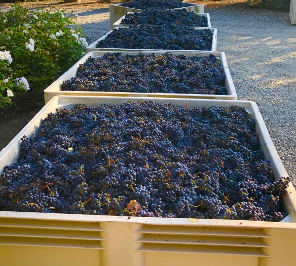 Bins of harvested grapes waiting to be processed at RM winery