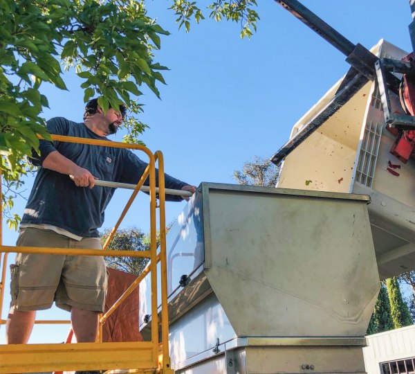 An RM employee stands on scaffolding raking freshly picked grapes into the crusher and destemmer machine