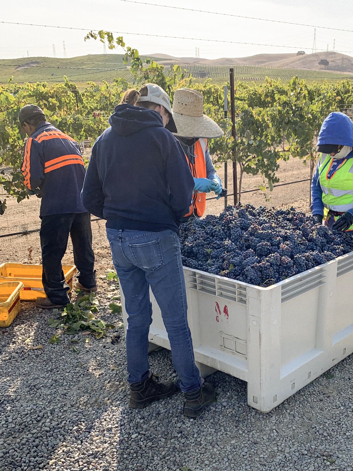 Winemaker Meredith Sarboraria and some field workers stand around a bin of picked grapes from the RM estate vineyard