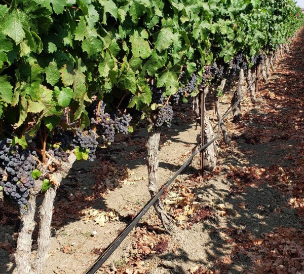 Looking down a row of Cabernet Sauvignon that is VSP trained in Rodrigue Molyneaux Estate Vineyard