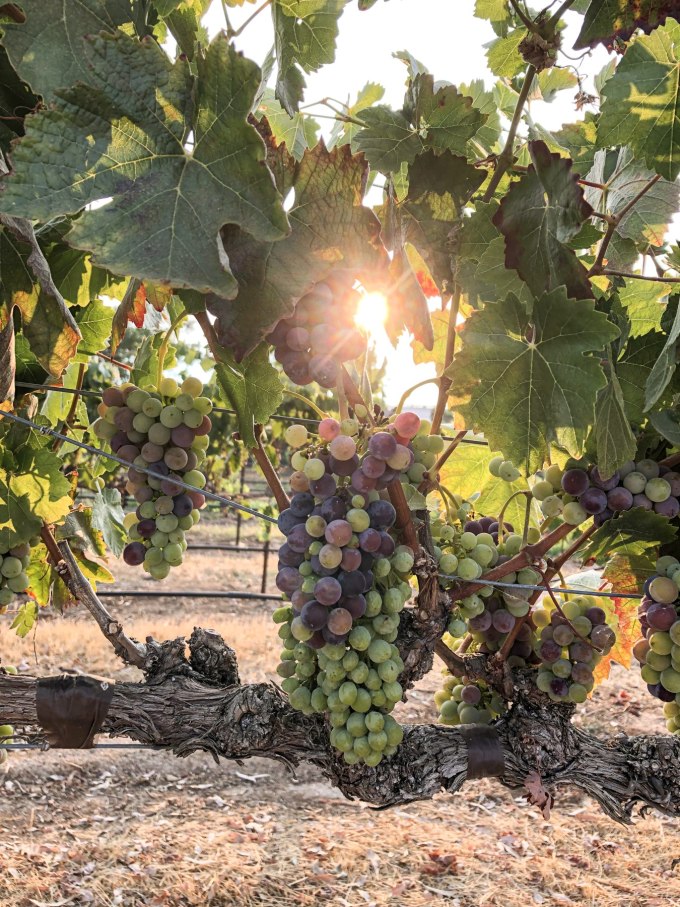 rape grapes in the vinyard